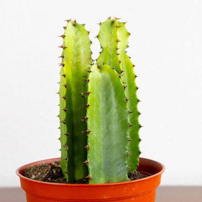 Potted cactus plant on a white background