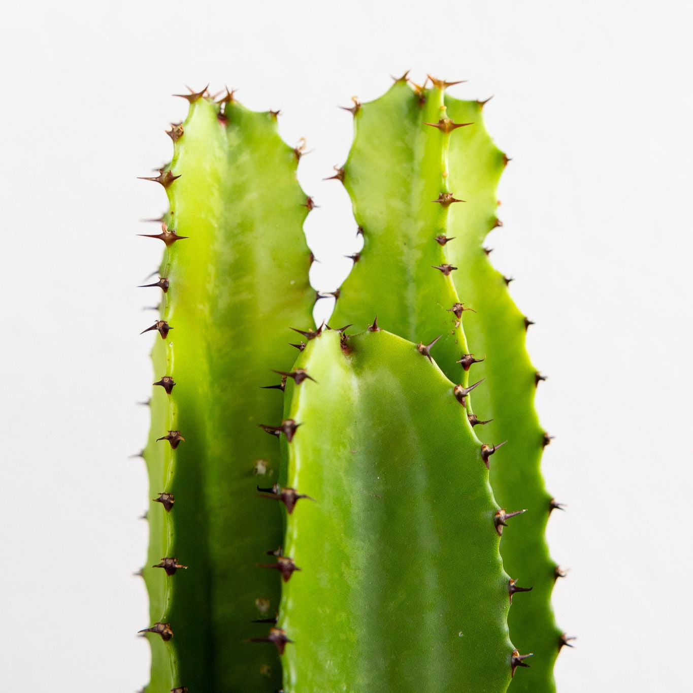 Euphorbia 'Trigonia'