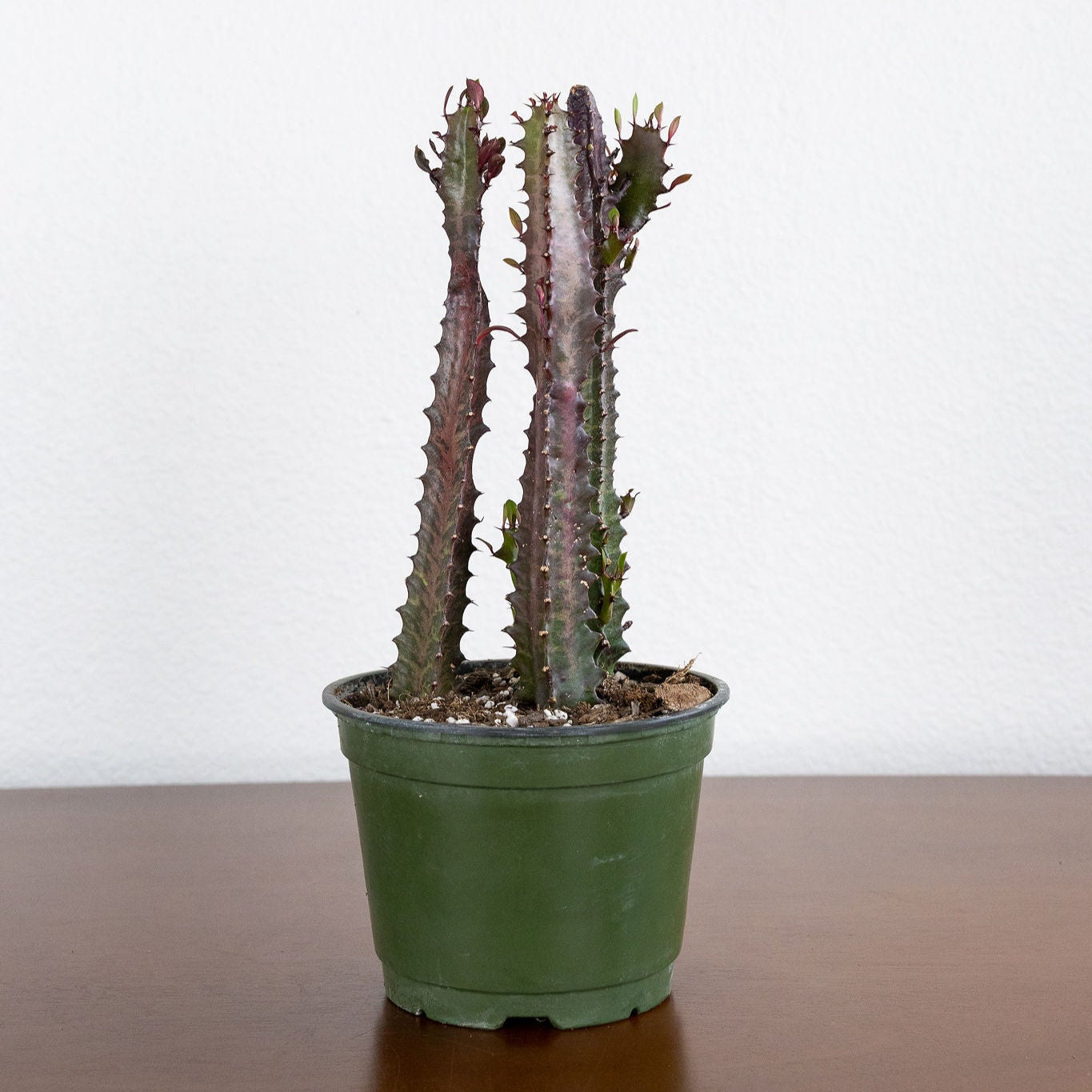 Euphorbia trigonia 'Rubra'