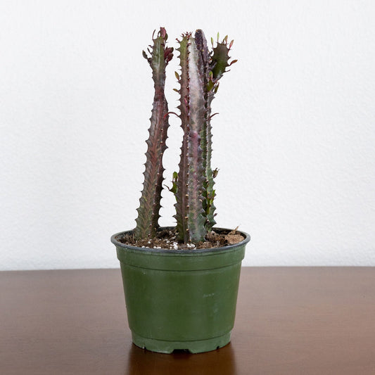 Euphorbia trigonia 'Rubra'