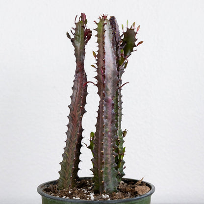 Euphorbia trigonia 'Rubra'