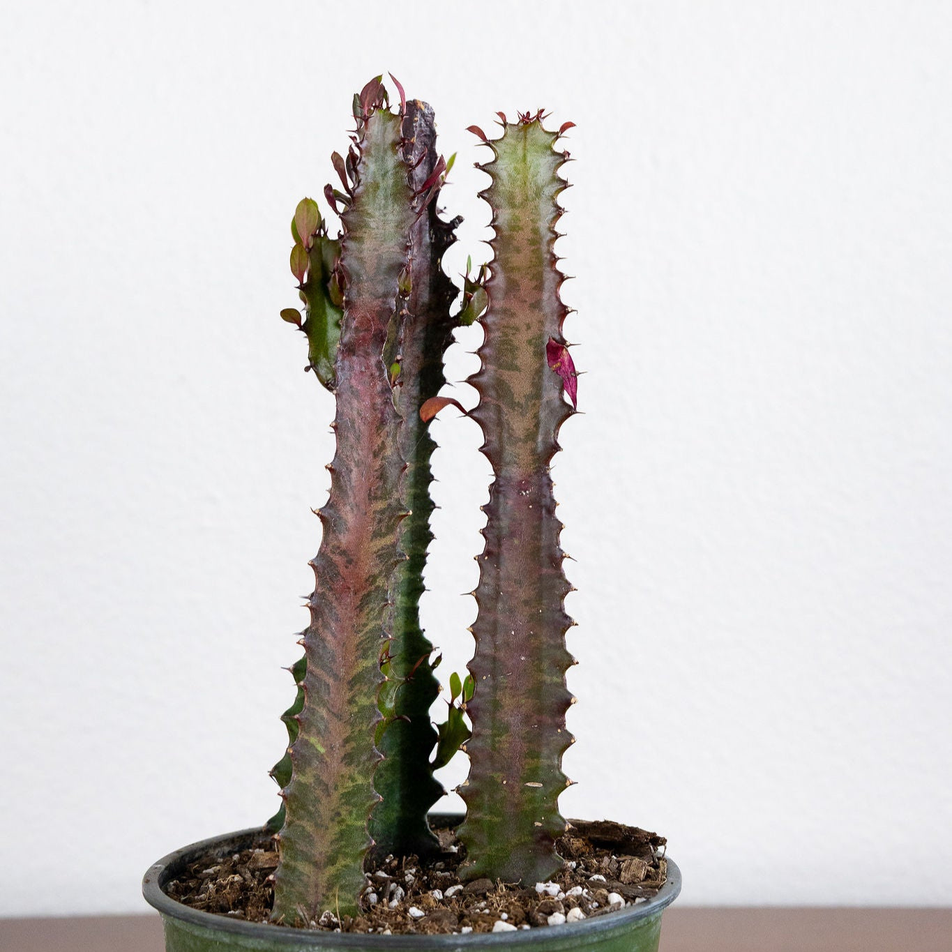 Euphorbia trigonia 'Rubra'