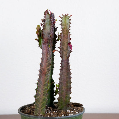 Euphorbia trigonia 'Rubra'