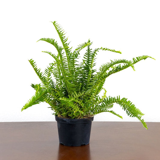 Fern, Kimberly Queen