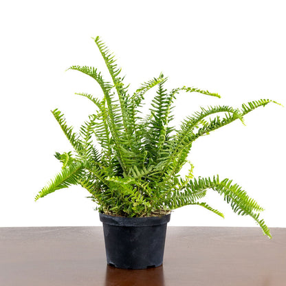 Fern, Kimberly Queen