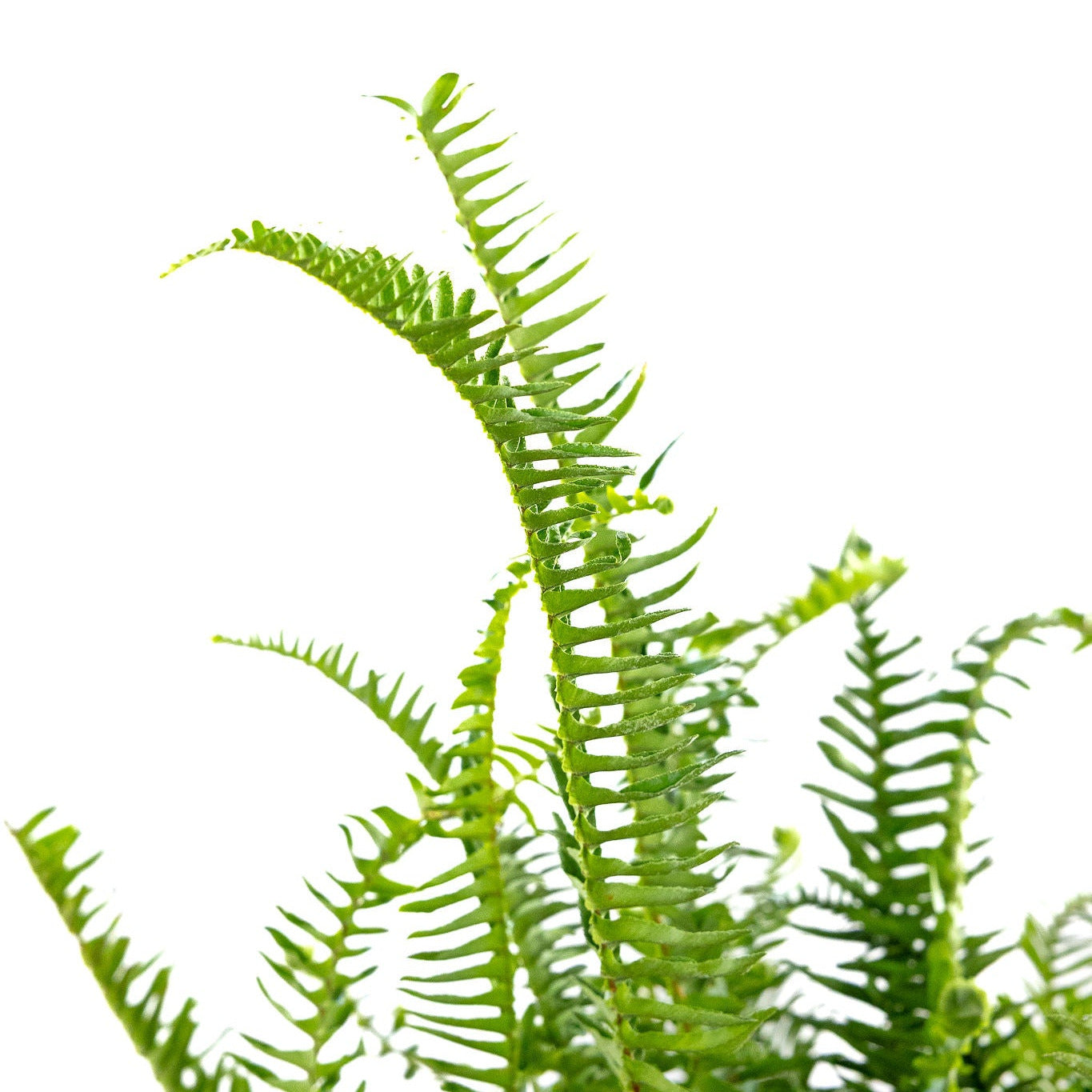 Fern, Kimberly Queen