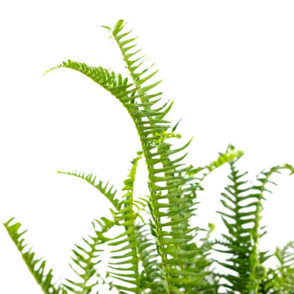 Fern, Kimberly Queen