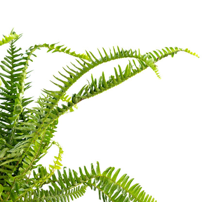 Fern, Kimberly Queen