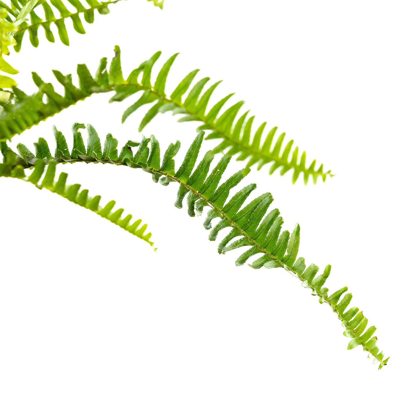 Fern, Kimberly Queen