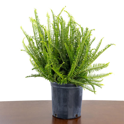 Fern, Kimberly Queen