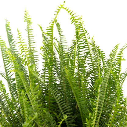 Fern, Kimberly Queen