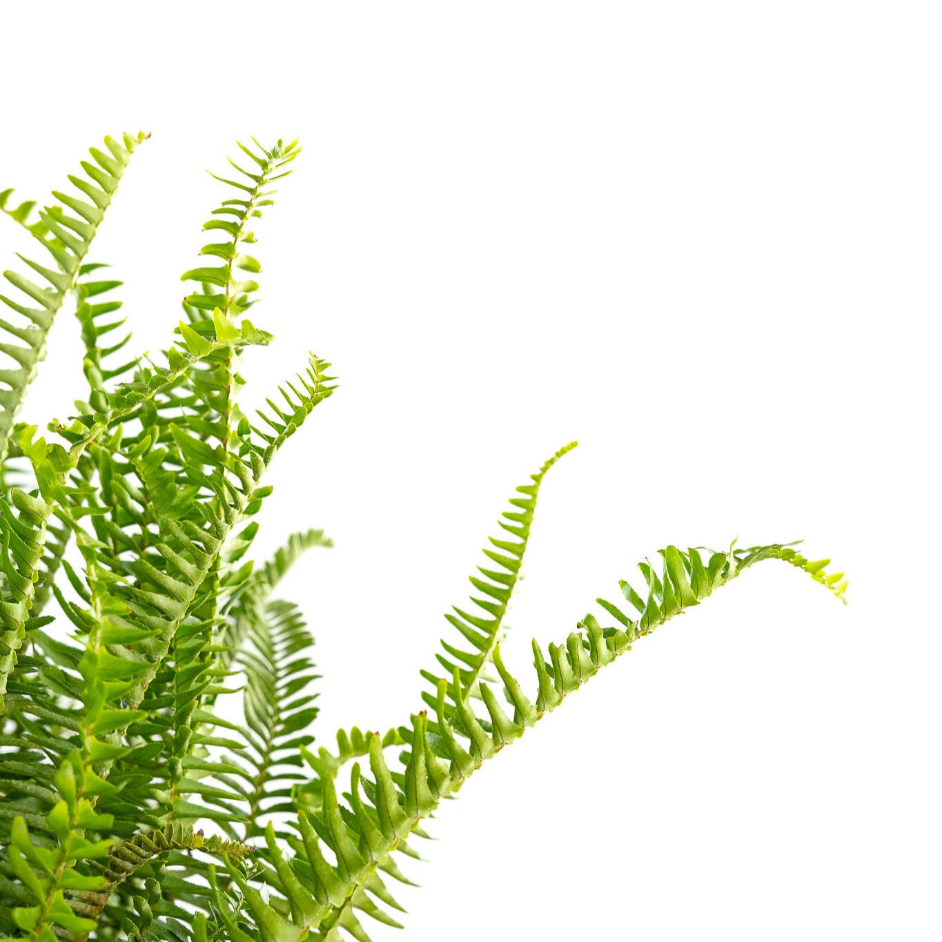 Fern, Kimberly Queen