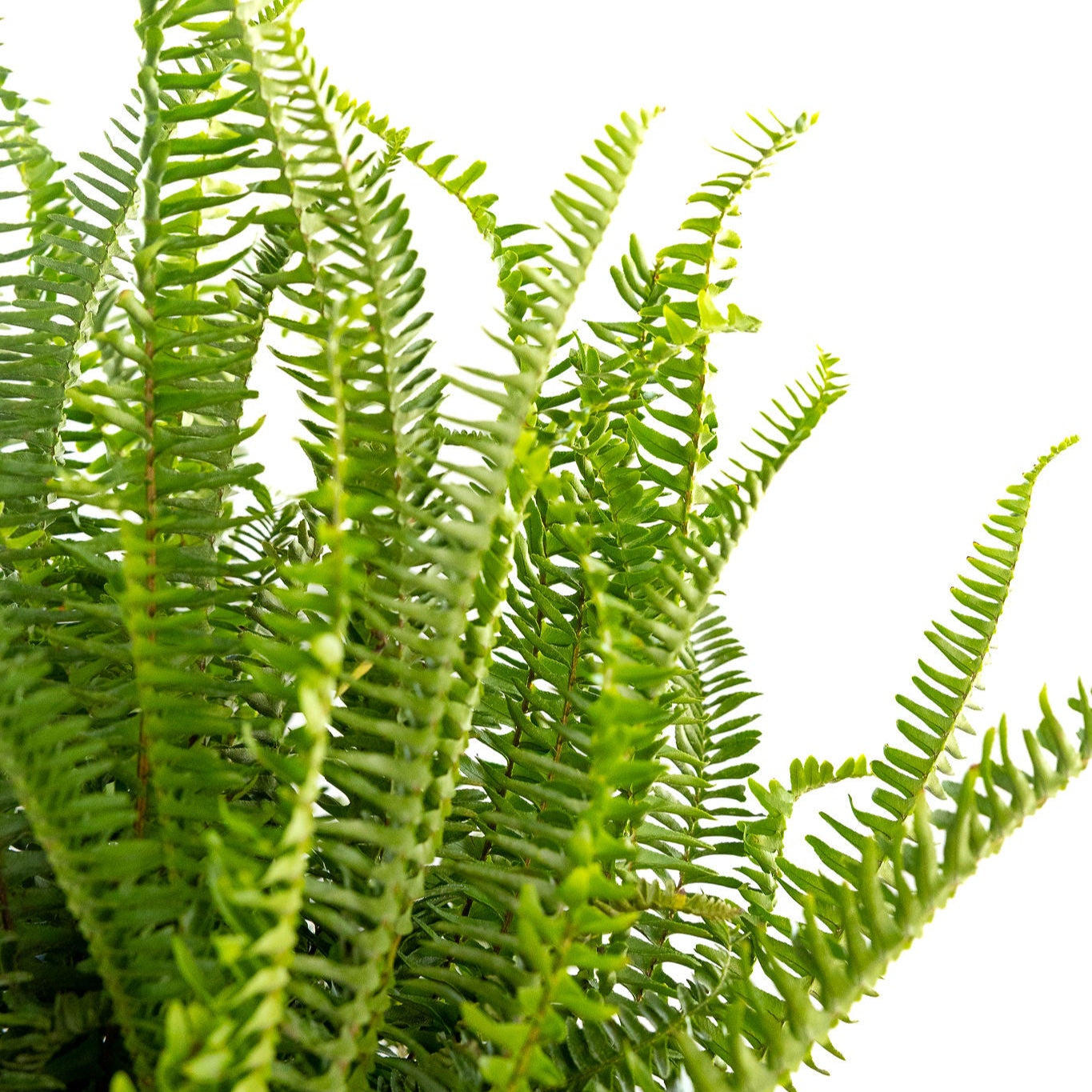 Fern, Kimberly Queen