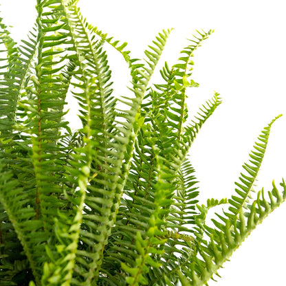 Fern, Kimberly Queen