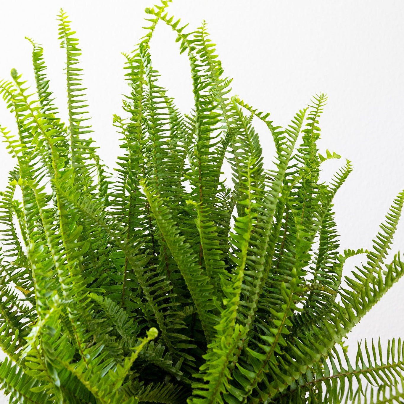 Fern, Kimberly Queen