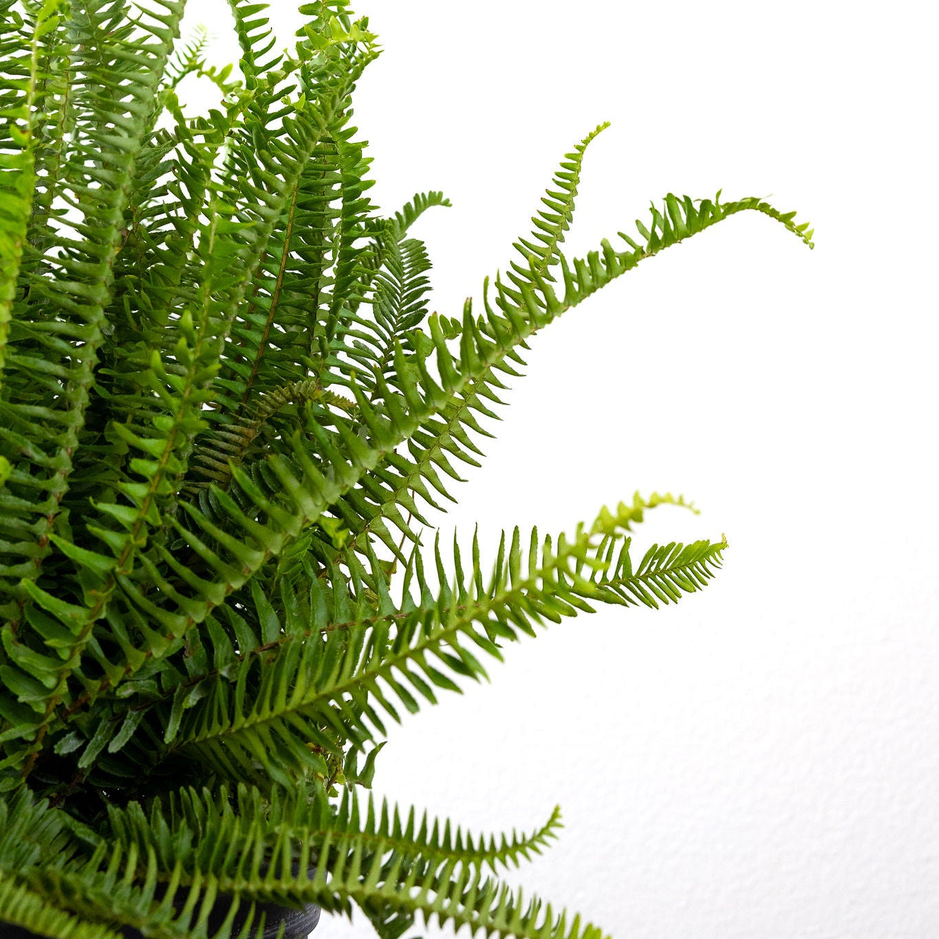 Fern, Kimberly Queen