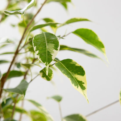 Ficus 'Benji'