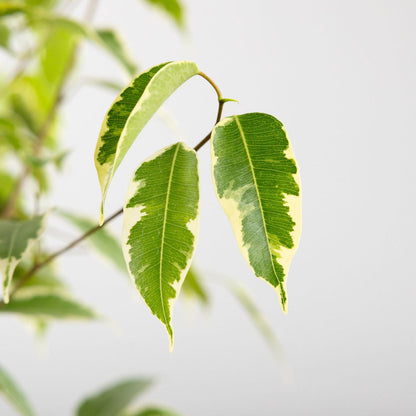 Ficus 'Benji'
