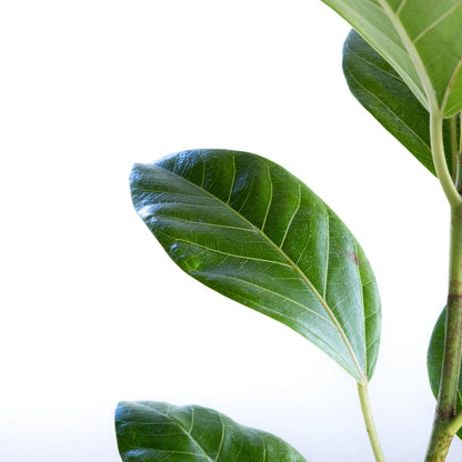 Close-up of green leaves on a white background, ficus altissima.