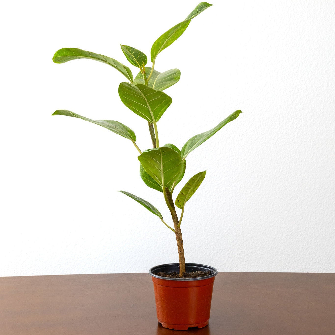 Ficus 'Altissima'