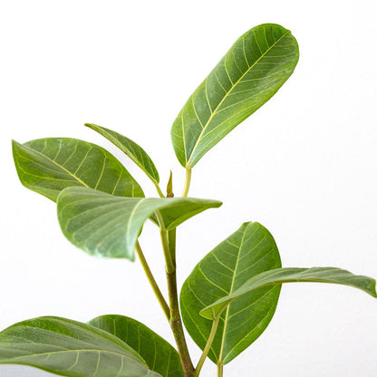 Ficus 'Altissima'