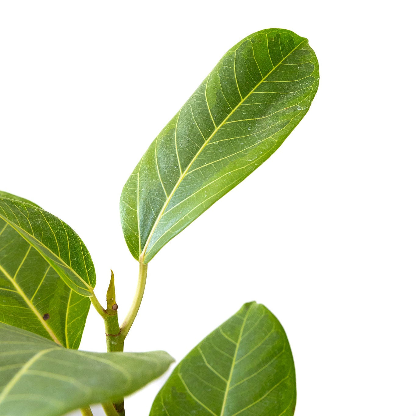 Close-up of green leaves on a white background. Ficus Altissima