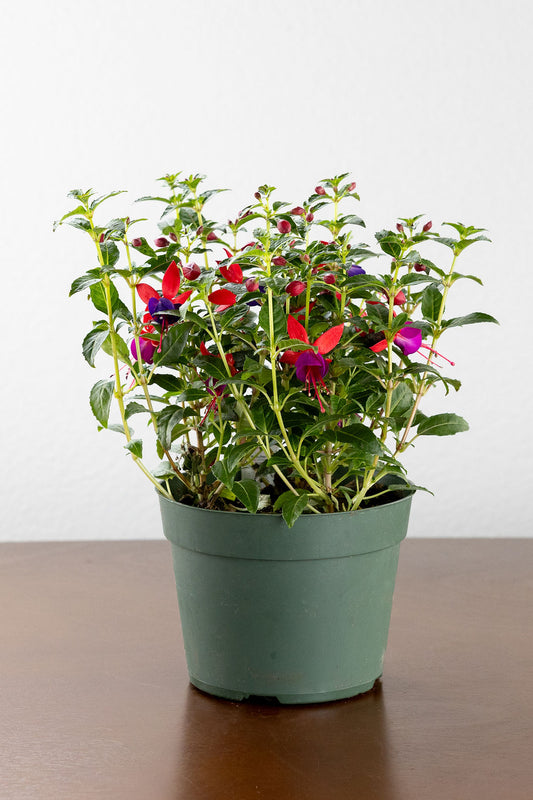 Fuchsia | Shade-Loving Hanging Basket Favorite