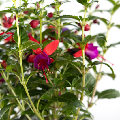 Fuchsia