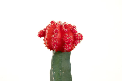 Grafted Moon Cactus
