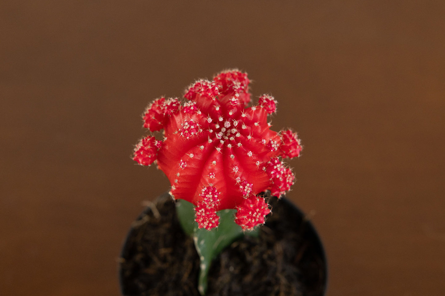 Grafted Moon Cactus