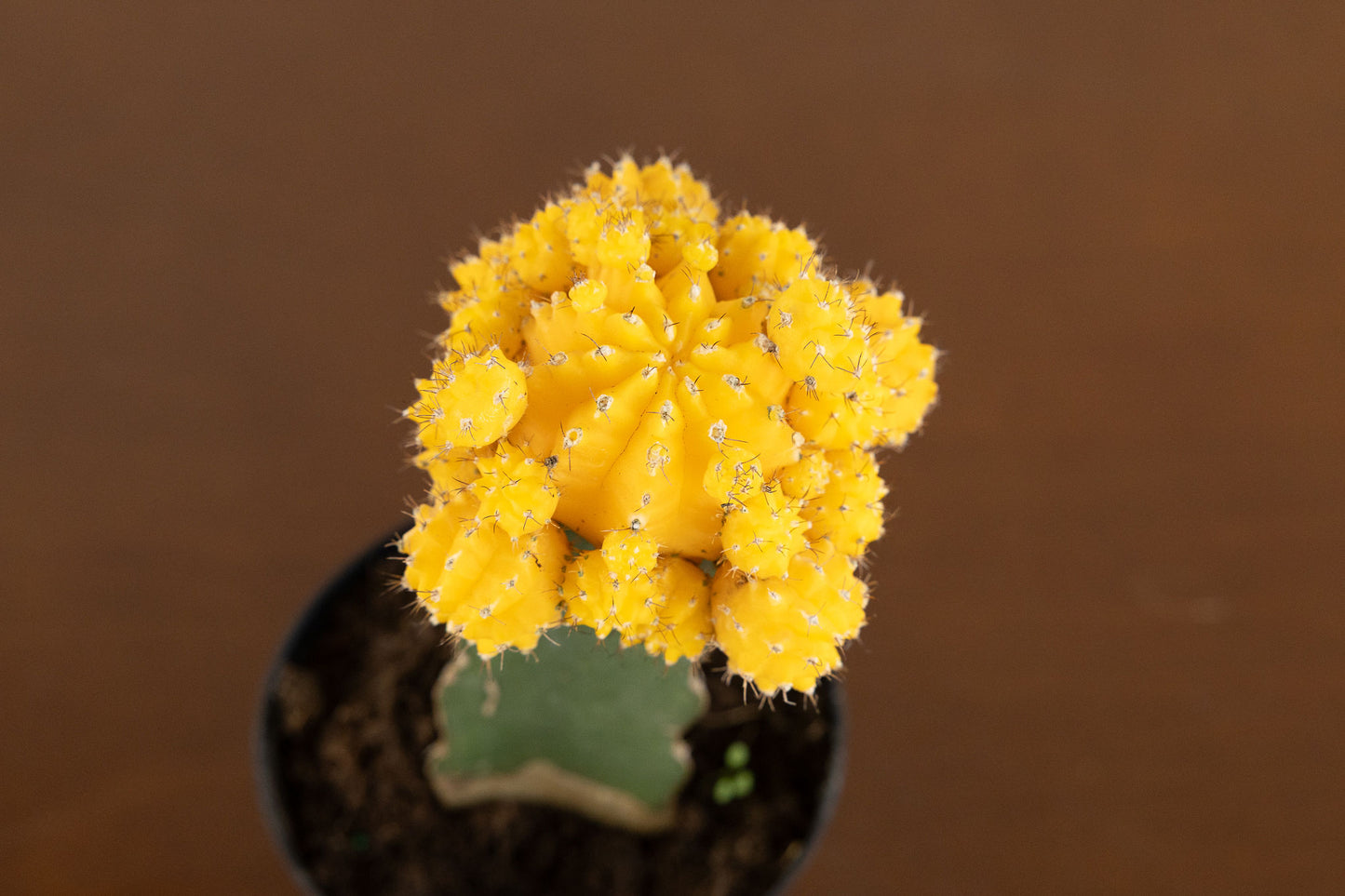 Grafted Moon Cactus