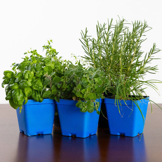 Grilling Herb Garden Kit