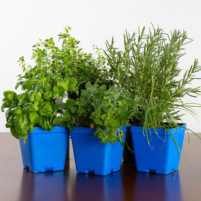 Grilling Herb Garden Kit