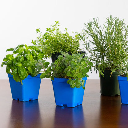 Grilling Herb Garden Kit
