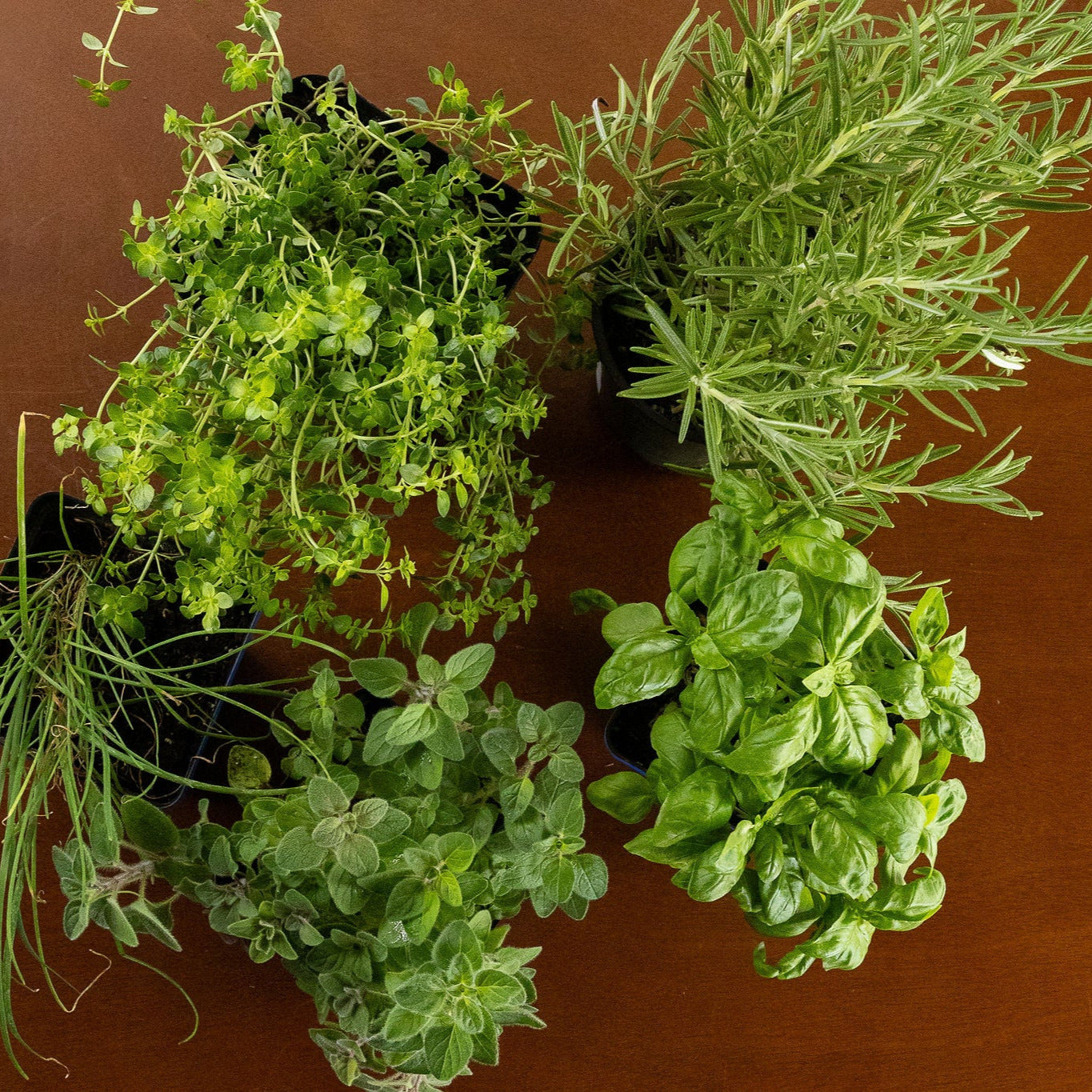 Grilling Herb Garden Kit