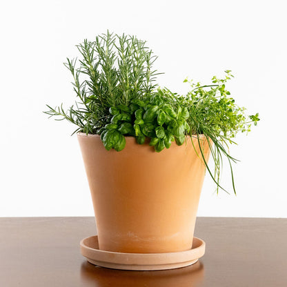 Grilling Herb Garden Kit