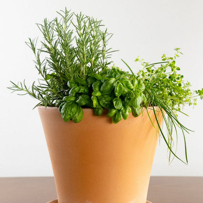Grilling Herb Garden Kit
