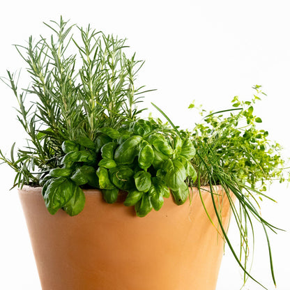 Grilling Herb Garden Kit