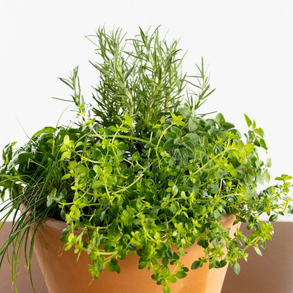 Grilling Herb Garden Kit