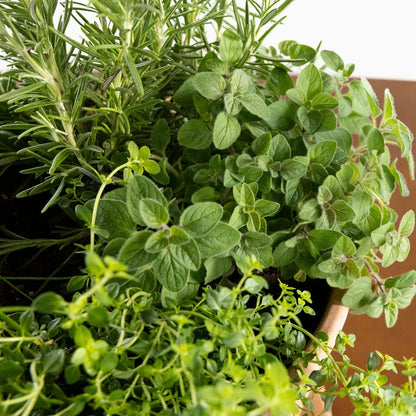 Grilling Herb Garden Kit