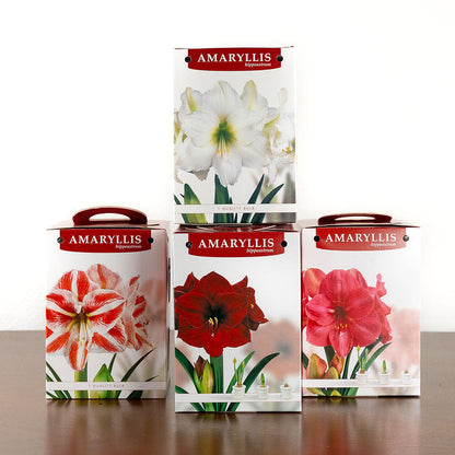 Grow your own Holiday Amaryllis Kit