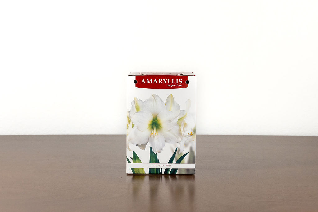 Grow your own Holiday Amaryllis Kit