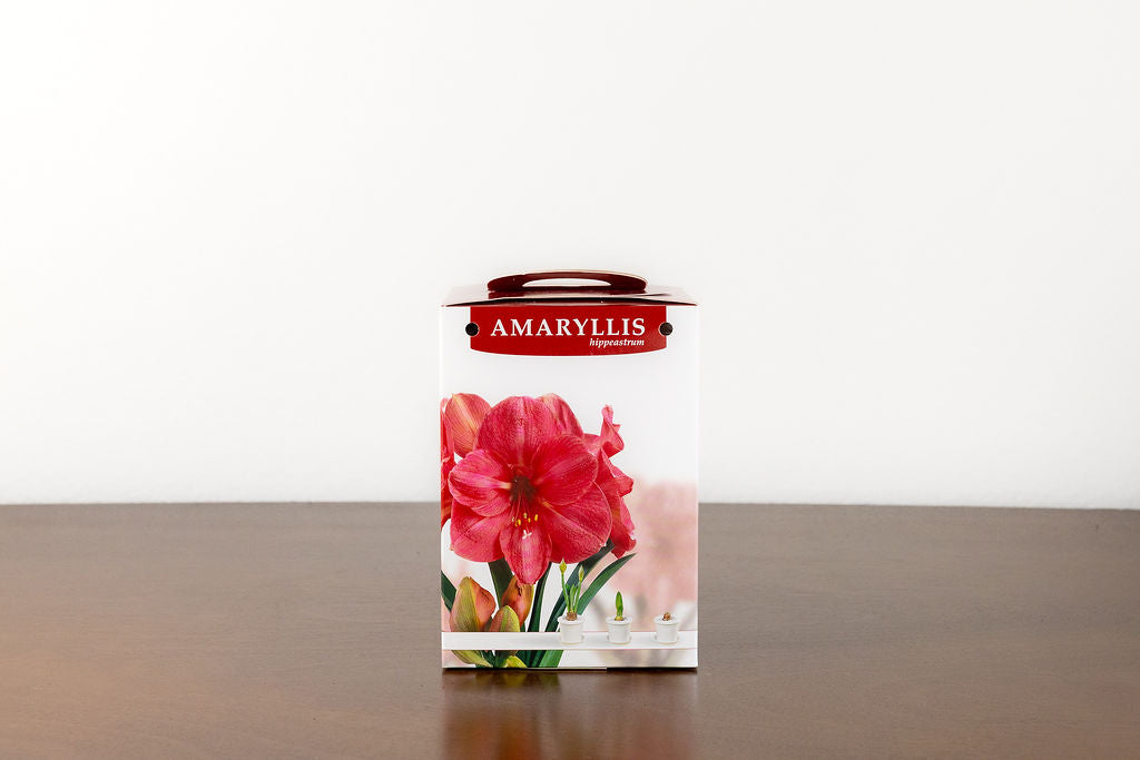 Grow your own Holiday Amaryllis Kit