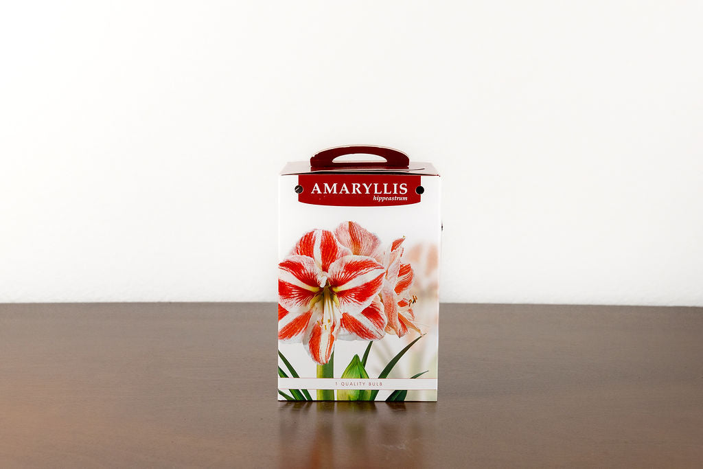 Grow your own Holiday Amaryllis Kit