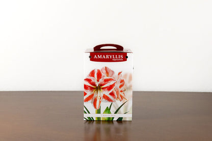 Grow your own Holiday Amaryllis Kit