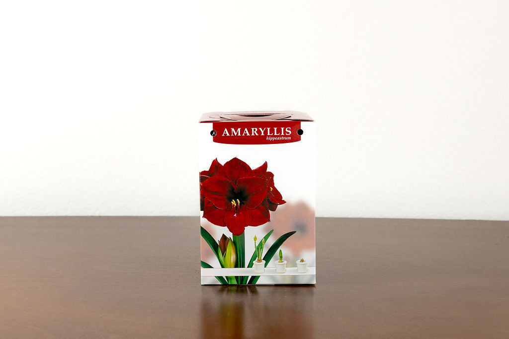 Grow your own Holiday Amaryllis Kit