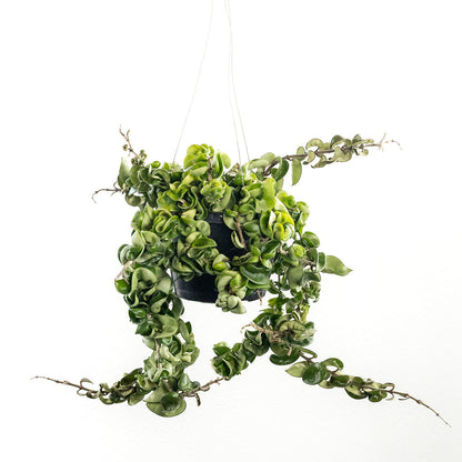 Hoya 'Hindu Rope'