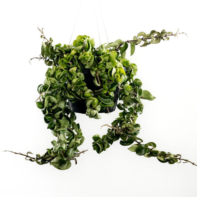 Hoya 'Hindu Rope'