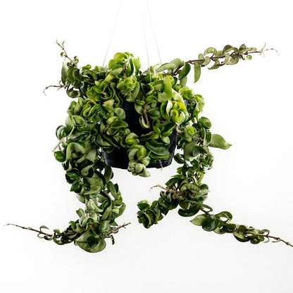 Hoya 'Hindu Rope'