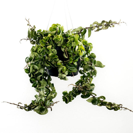 Hoya 'Hindu Rope'